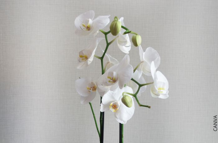 Foto de orquídeas