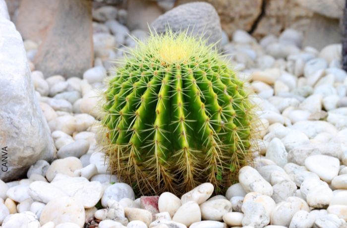 Foto de un cactus