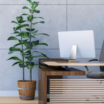 Plantas para oficina, ¡ideales para trabajar en armonía!