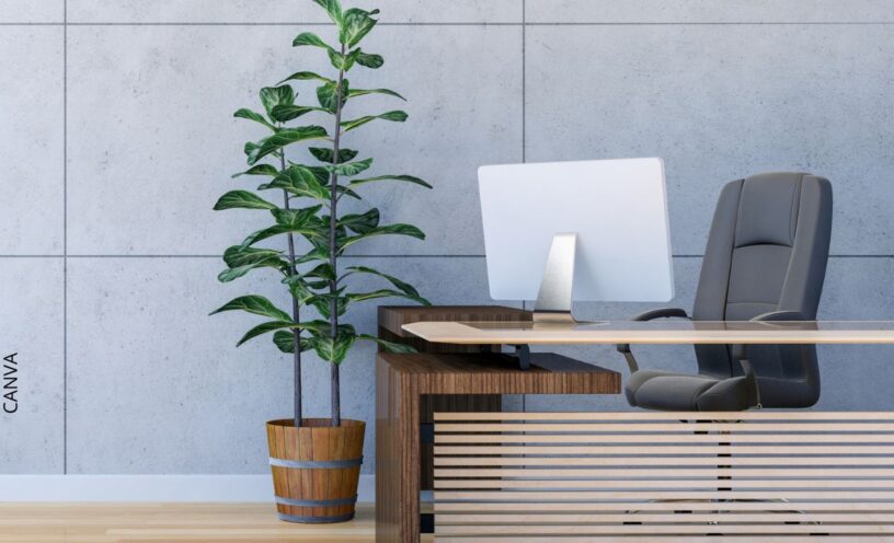 Plantas para oficina, ¡ideales para trabajar en armonía!