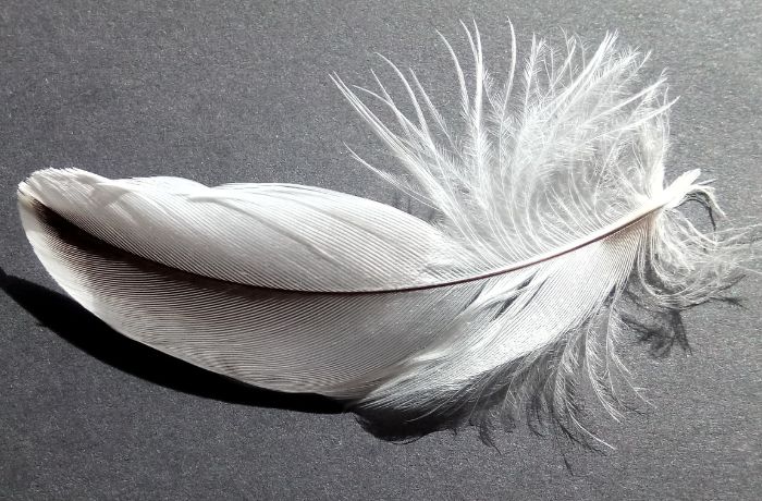 Foto de una pluma blanca