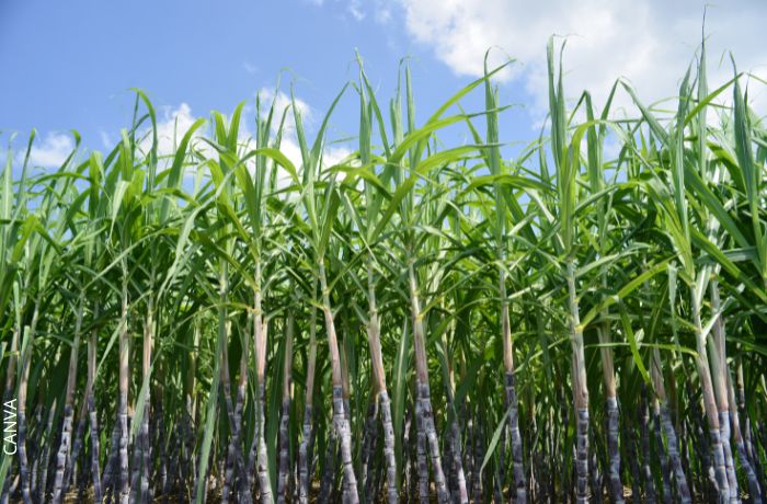 Foto de plantación de caña de azúcar