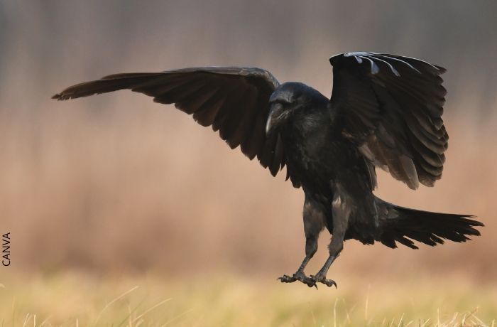 Foto de un cuervo atacando