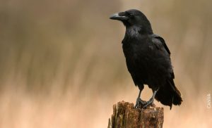 ¿Qué significa soñar con cuervos? Reflejo de lo que no sirve