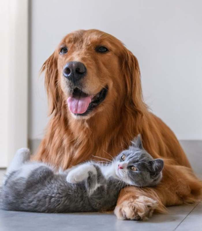 Imagen de un perro y un gato juntos 
