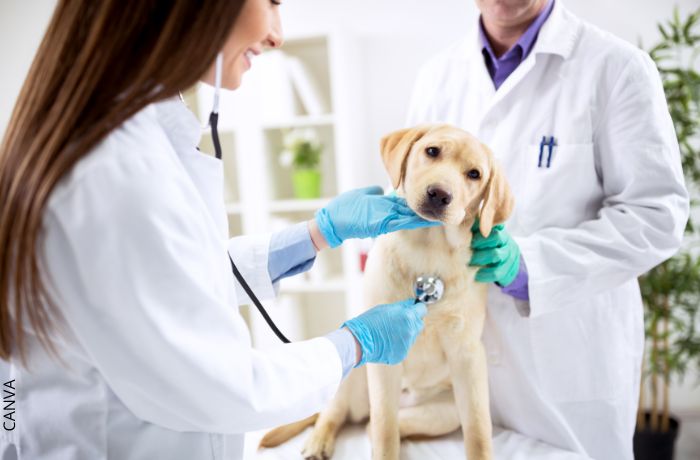 Foto de un perro en el veterinario