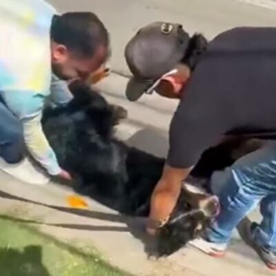 video de maltrato animal vía Bogotá-Cota