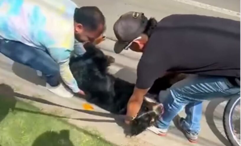 video de maltrato animal vía Bogotá-Cota