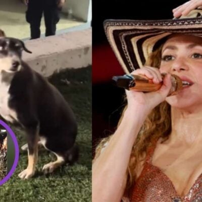 video del perro callejero en la tarima del concierto de Shakira