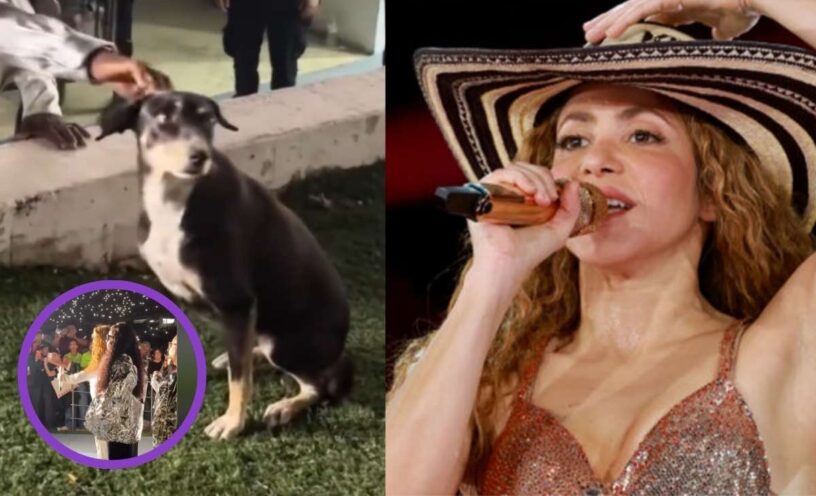 video del perro callejero en la tarima del concierto de Shakira