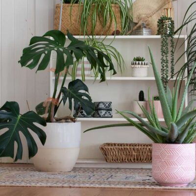 7 lugares de la casa donde no se deben poner plantas según el feng shui