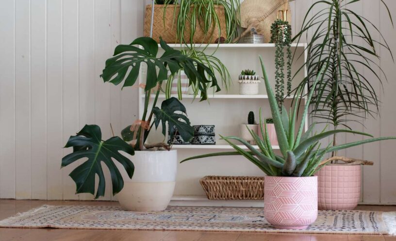 7 lugares de la casa donde no se deben poner plantas según el feng shui