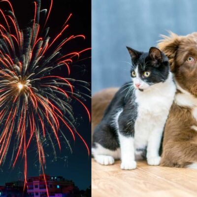 Esto es lo que debes hacer si a tu perro o gato le da miedo la pólvora