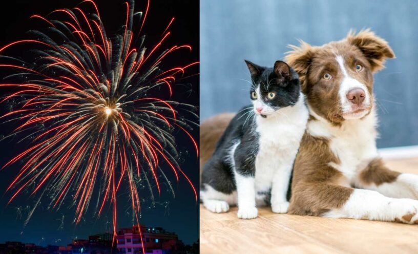 Esto es lo que debes hacer si a tu perro o gato le da miedo la pólvora