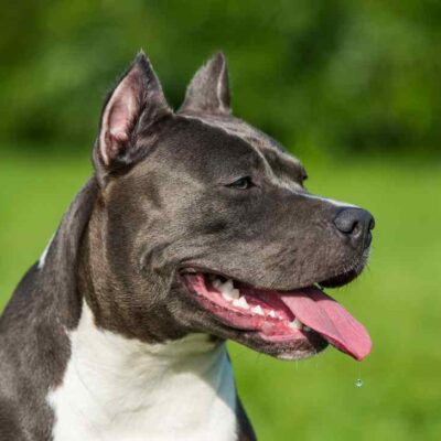 Famosa actriz fue atacada por un Pitbull