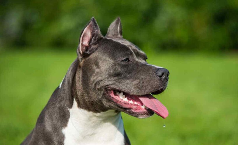 Famosa actriz fue atacada por un Pitbull