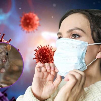 Qué es el hantavirus, cómo se contagia y cuáles son sus síntomas