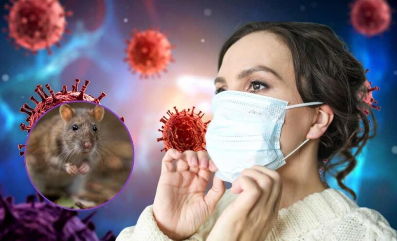 Qué es el hantavirus, cómo se contagia y cuáles son sus síntomas